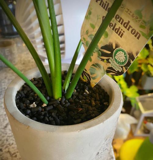 观叶迷你植物有哪些？如何养护观叶迷你植物？