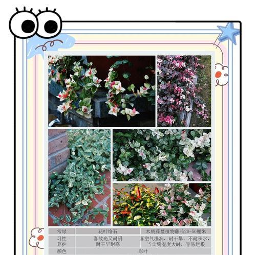 观叶迷你植物有哪些？如何养护观叶迷你植物？