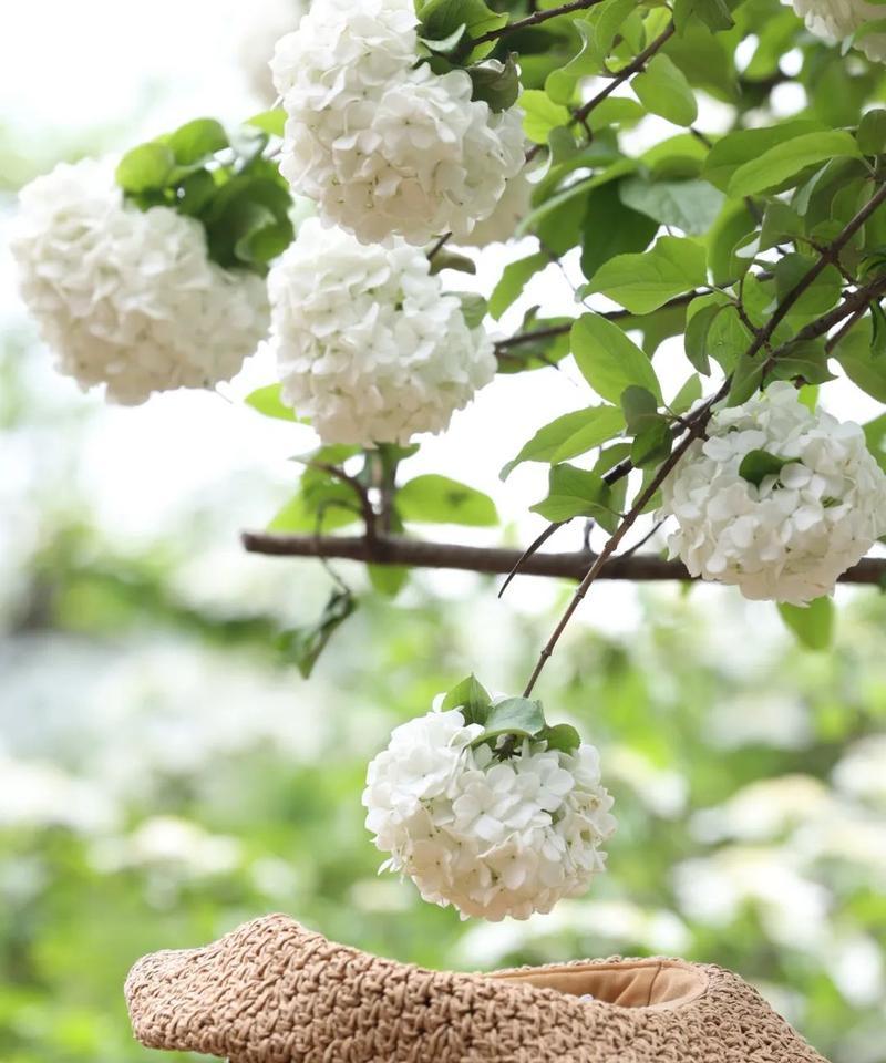 花期预告是什么？如何查看花期预告？