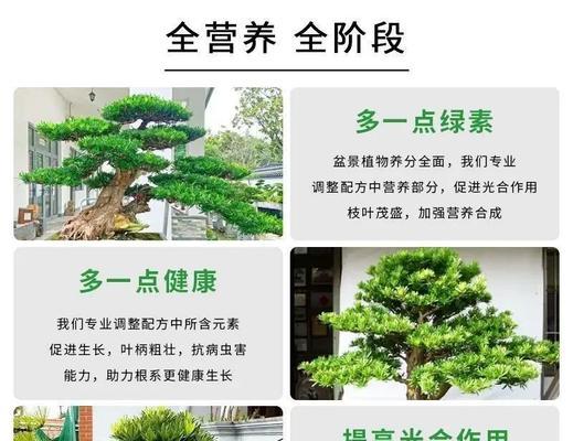 罗汉松的吉祥意义是什么？如何养护罗汉松？