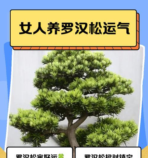 罗汉松的吉祥意义是什么？如何养护罗汉松？