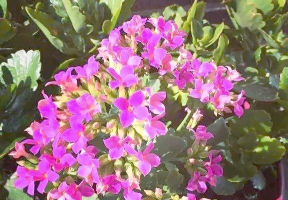 春天哪种花的花期最长？如何让花期更长？