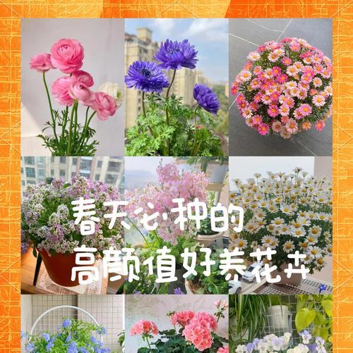 春天哪种花的花期最长？如何让花期更长？