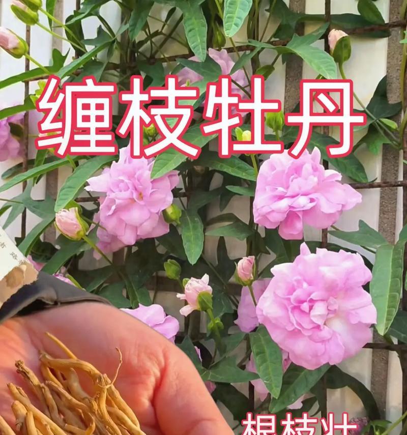 盆栽牡丹花如何养护？盆栽牡丹花的养护全攻略是什么？