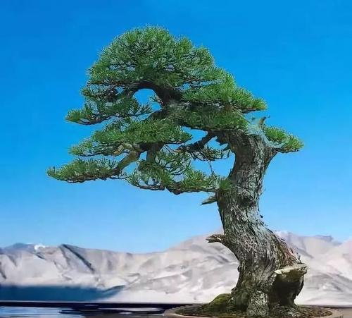 盆栽松树有多少品种？如何选择适合的盆栽松树品种？