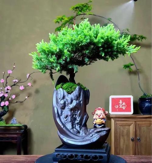 盆栽松树有多少品种？如何选择适合的盆栽松树品种？