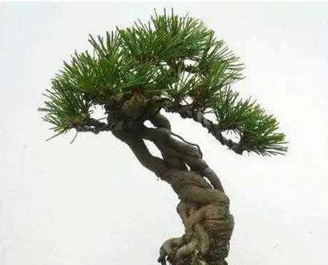 盆栽松树有多少品种？如何选择适合的盆栽松树品种？