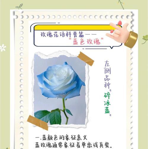 玫瑰13种颜色的花语是什么？如何成为送花高手？