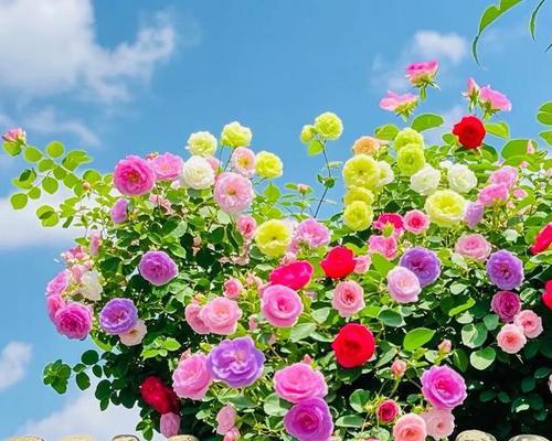 蔷薇的绽放是什么样的？春意的诗意之美在哪里？