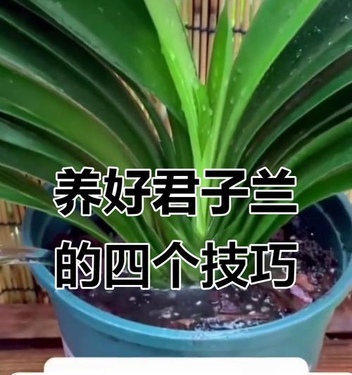 君子兰如何轻松养爆盆？养护秘籍大公开！