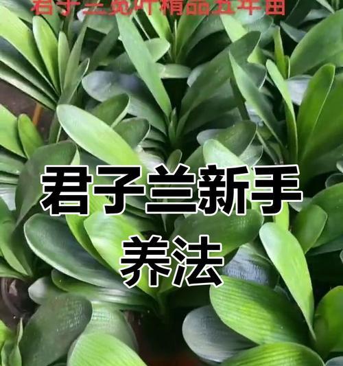 君子兰如何轻松养爆盆？养护秘籍大公开！