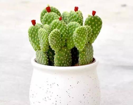 仙人掌科植物有哪些独特之处？养护要点是什么？