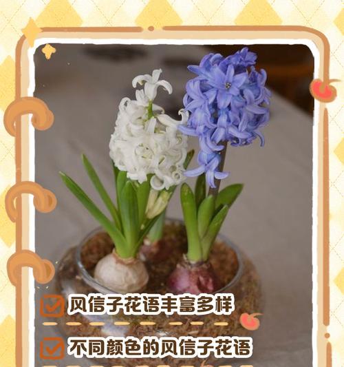风信子花期能持续多久？如何延长花期？