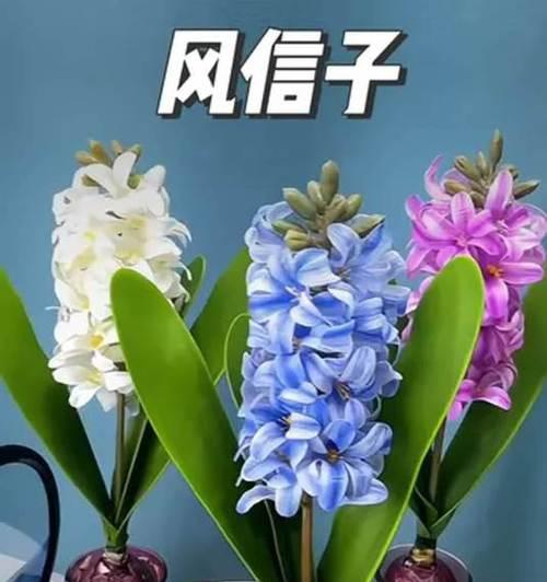 风信子花期能持续多久？如何延长花期？