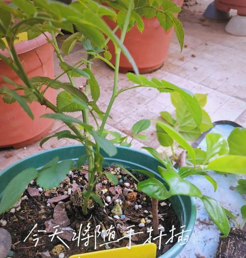 扦插繁殖怎么做？成功的关键步骤是什么？