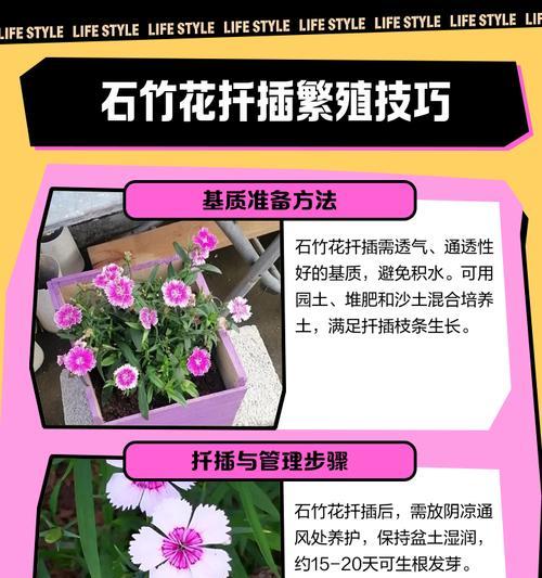 扦插繁殖怎么做？成功的关键步骤是什么？
