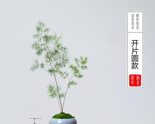 蓬莱松怎么养护？蓬莱松养护指南来了！
