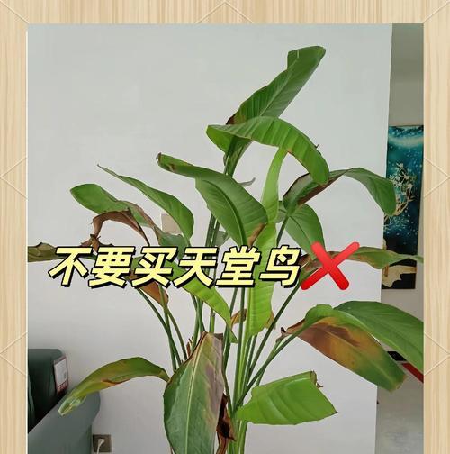 新手必看！十大懒人盆景怎么养？浇点水就能疯长？