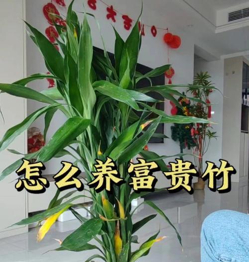 富贵竹怎么养？富贵竹的养护方法全攻略！