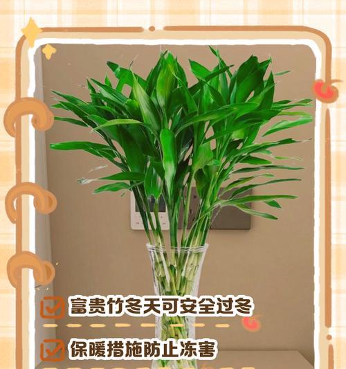 富贵竹怎么养？富贵竹的养护方法全攻略！