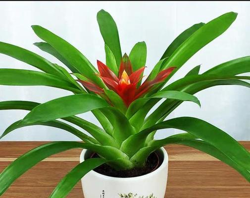 鸿运当头花卉怎么养护？花卉养护秘籍！