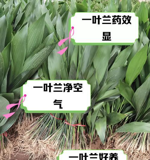 一叶兰怎么养？一叶兰养护攻略来了！