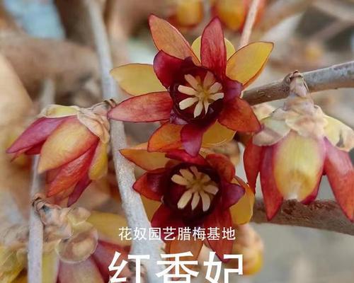 腊梅花期与魅力是什么？腊梅全解析！
