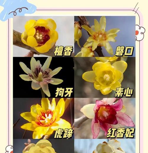 腊梅花期与魅力是什么？腊梅全解析！