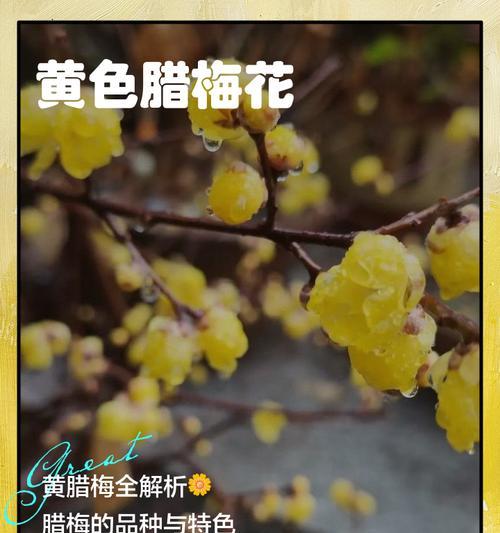 腊梅花期与魅力是什么？腊梅全解析！