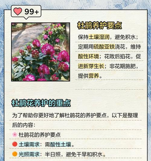 杜鹃花的美丽传说是什么？悠久历史与现代栽培！