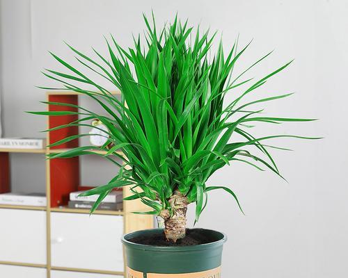 龙须铁龙血树室内大型植物盆栽怎么养护？
