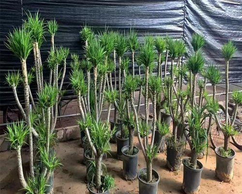 龙须铁龙血树室内大型植物盆栽怎么养护？