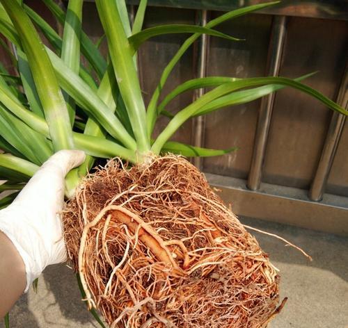 龙须铁龙血树室内大型植物盆栽怎么养护？