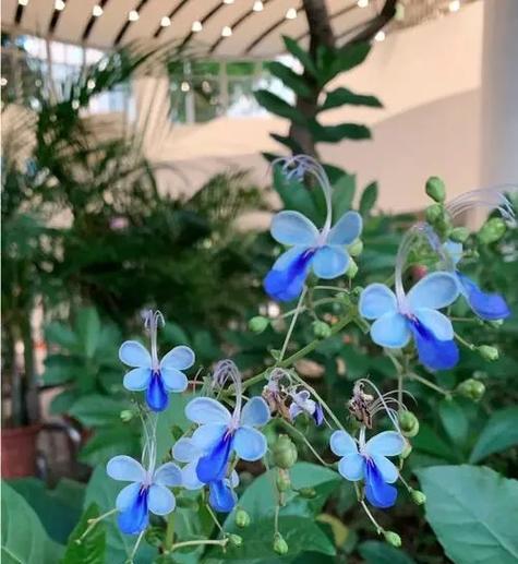 这5种花开花300天？“太疯狂”，怎么养？