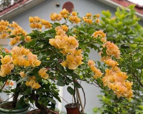 这5种花开花300天？“太疯狂”，怎么养？