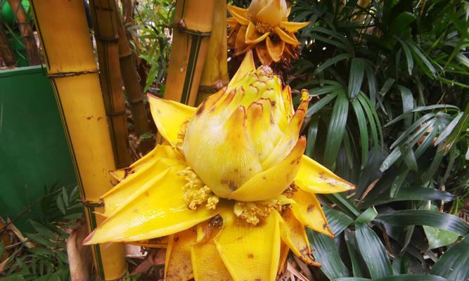 凤尾竹会开花吗？开花的样子是什么样的？