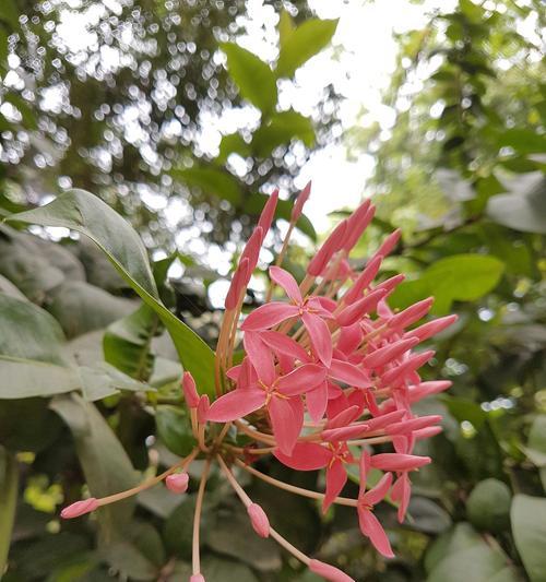 凤尾竹会开花吗？开花的样子是什么样的？