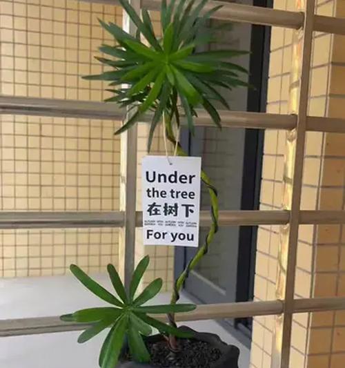 罗汉松室内养殖全攻略？如何打造理想的室内绿植环境？