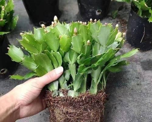 花卉绿植养花小知识蟹爪兰？蟹爪兰的养殖技巧有哪些？