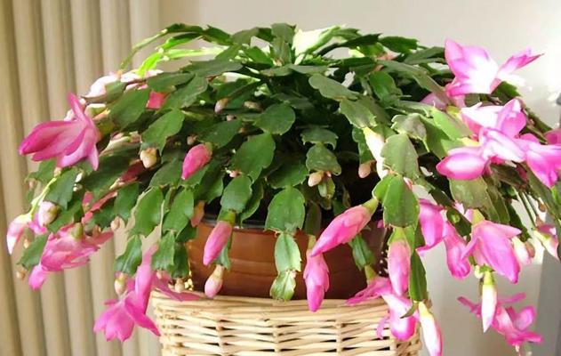花卉绿植养花小知识蟹爪兰？蟹爪兰的养殖技巧有哪些？