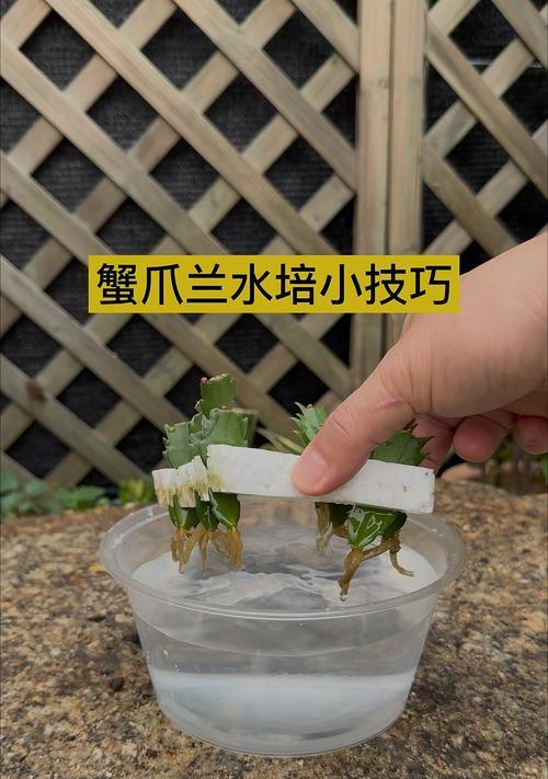 花卉绿植养花小知识蟹爪兰？蟹爪兰的养殖技巧有哪些？