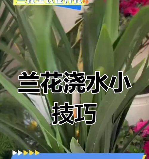 兰草养护指南？如何正确养护兰草？