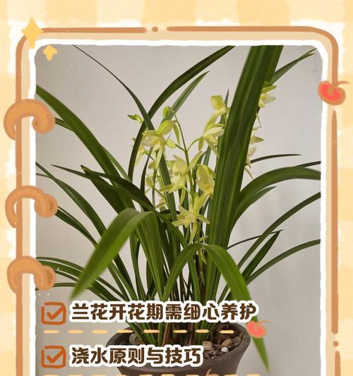 兰草养护指南？如何正确养护兰草？
