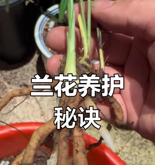 兰草养护指南？如何正确养护兰草？