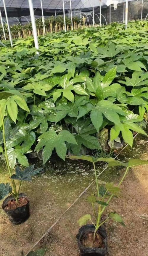 八角金盘留多高截顶最好？截顶高度对八角金盘生长的影响是什么？
