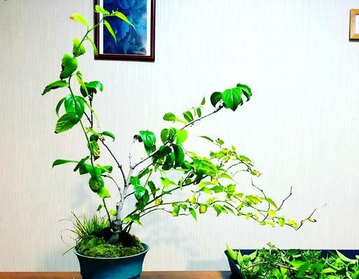 腊梅盆栽？腊梅盆栽的养护技巧有哪些？