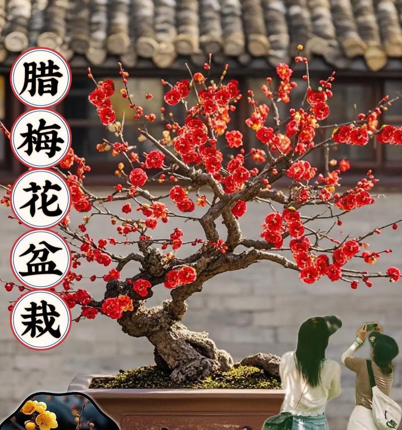 腊梅盆栽？腊梅盆栽的养护技巧有哪些？