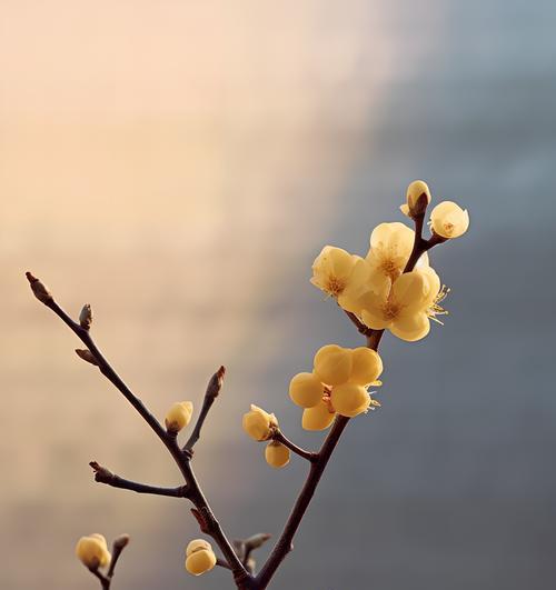 腊梅花瓣素材？腊梅花瓣的采集和保存方法是什么？