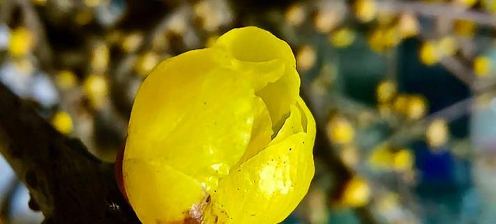 腊梅花瓣素材？腊梅花瓣的采集和保存方法是什么？