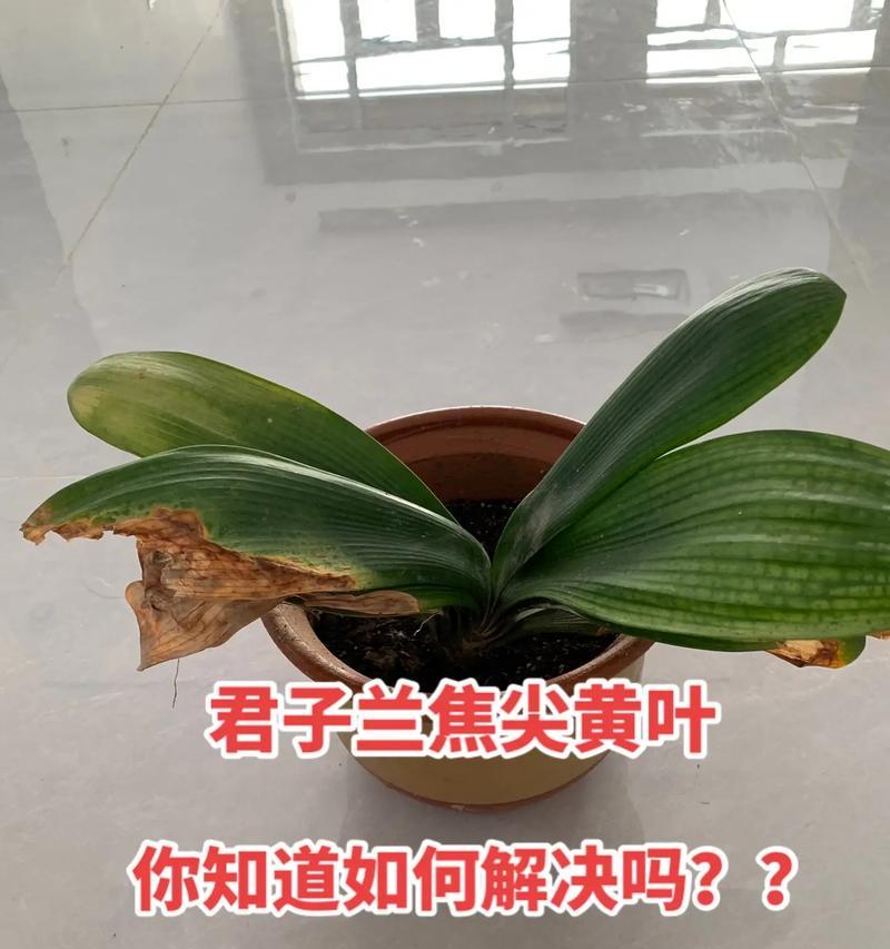 君子兰秋季黄叶问题的处理方法？